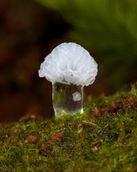 Attēlu rezultāti vaicājumam “Ceratiomyxa morchella spores”