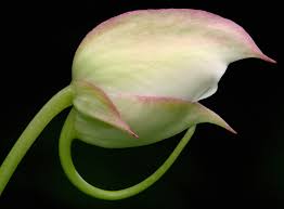 Attēlu rezultāti vaicājumam “Balsaminaceae”