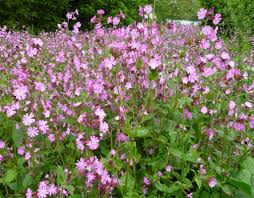 Attēlu rezultāti vaicājumam “Silene dioica flower”