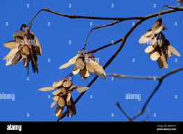 Attēlu rezultāti vaicājumam “Acer platanoides fruit”