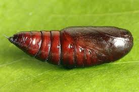 Attēlu rezultāti vaicājumam “Panolis flammea”