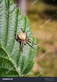 Attēlu rezultāti vaicājumam “Larinioides cornutus”