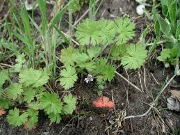 Attēlu rezultāti vaicājumam “Geranium pusillum leaf”