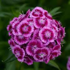 Attēlu rezultāti vaicājumam “Dianthus barbatus flower”