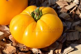 Afbeeldingsresultaat voor marmande jaune tomato