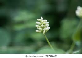 Attēlu rezultāti vaicājumam “Astragalus glycyphyllos flower”