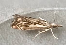 Attēlu rezultāti vaicājumam “Catoptria fulgidella”