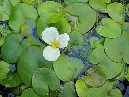 Attēlu rezultāti vaicājumam “Hydrocharis morsus-ranae bud”