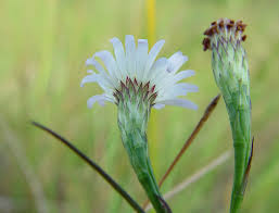 Attēlu rezultāti vaicājumam “Symphyotrichum x salignum flower”