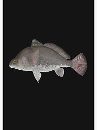 Image result for Aplodinotus grunniens