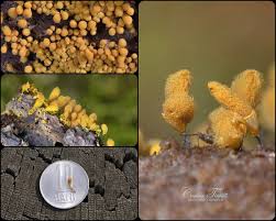Attēlu rezultāti vaicājumam “Hemitrichia calyculata stalked”