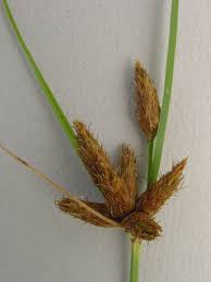 Attēlu rezultāti vaicājumam “Bolboschoenus maritimus flower”