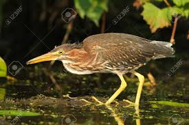 Image result for Butorides virescens