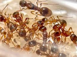 Attēlu rezultāti vaicājumam “Myrmica rubra”