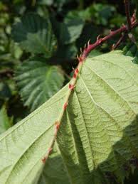 Attēlu rezultāti vaicājumam “Rubus plicatus”