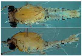 Attēlu rezultāti vaicājumam “Ephemeroptera imago”