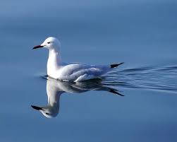 Image result for Chroicocephalus genei