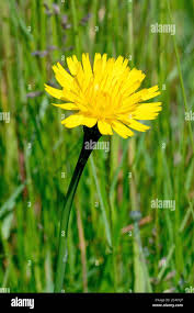 Attēlu rezultāti vaicājumam “Hieracium vulgatum bud”