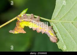 Attēlu rezultāti vaicājumam “Notodonta dromedarius”