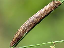 Attēlu rezultāti vaicājumam “Dypterygia scabriuscula”