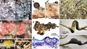 Attēlu rezultāti vaicājumam “Plectocarpon lichenum”