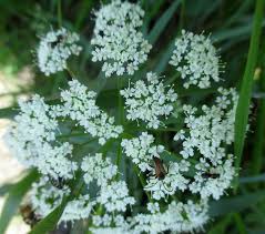 Attēlu rezultāti vaicājumam “Peucedanum oreoselinum flower”