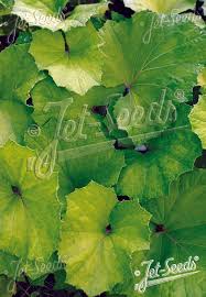 Attēlu rezultāti vaicājumam “Tussilago farfara fruit”