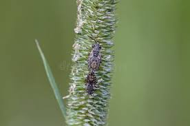 Attēlu rezultāti vaicājumam “Nithecus jacobaeae”