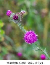 Attēlu rezultāti vaicājumam “Carduus crispus leaf”