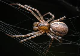 Attēlu rezultāti vaicājumam “Neriene montana”