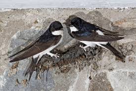 Attēlu rezultāti vaicājumam “Delichon urbicum nest”