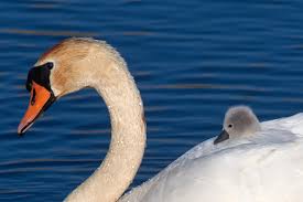 Attēlu rezultāti vaicājumam “Cygnus olor”