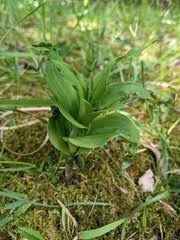 Attēlu rezultāti vaicājumam “Epipactis helleborine fruit”