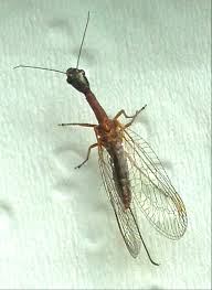 Attēlu rezultāti vaicājumam “Raphidioptera”