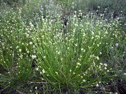 Attēlu rezultāti vaicājumam “Rhynchospora alba flower”