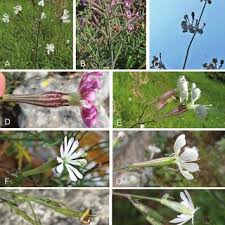 Attēlu rezultāti vaicājumam “Silene wolgensis”