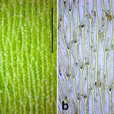 Attēlu rezultāti vaicājumam “Plagiothecium latebricola”