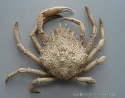 Image result for Maja brachydactyla