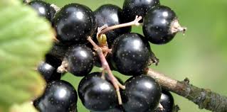 Attēlu rezultāti vaicājumam “Ribes nigrum”