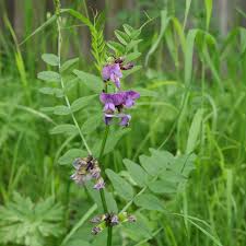 Attēlu rezultāti vaicājumam “Vicia sepium fruit”