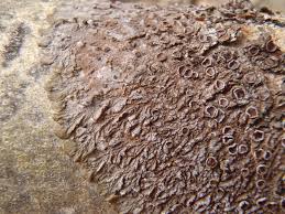 Attēlu rezultāti vaicājumam “Melanohalea olivacea”