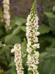 Image result for Königskerzen