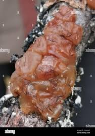 Attēlu rezultāti vaicājumam “Exidia cartilaginea”