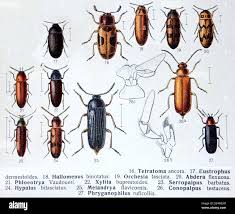 Attēlu rezultāti vaicājumam “Melandryidae”