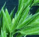 Attēlu rezultāti vaicājumam “Cinna latifolia fruit”