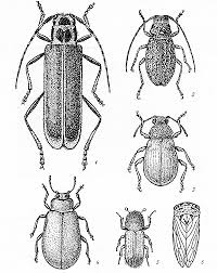 Attēlu rezultāti vaicājumam “Linaeidea aenea”