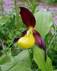 Attēlu rezultāti vaicājumam “Cypripedium calceolus”