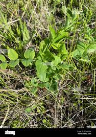 Attēlu rezultāti vaicājumam “Vicia pisiformis”