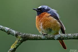 Attēlu rezultāti vaicājumam “Phoenicurus phoenicurus”