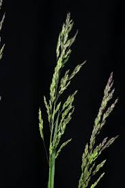 Attēlu rezultāti vaicājumam “Poa trivialis leaf”